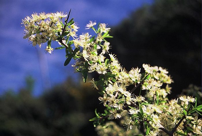 Prunus ramburi (2)  -  ENDEMISMO IBERICO